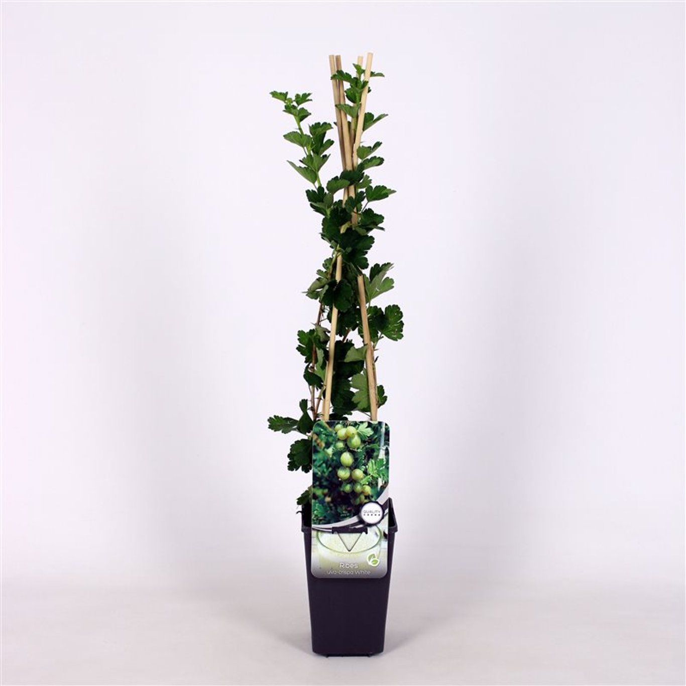 Ribes u.-c. Hinnonmäki White - C2 70/+ CM